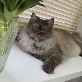 Кошечка Юля из Екатеринославки