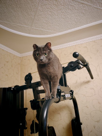 Мурзик из Благовещенска