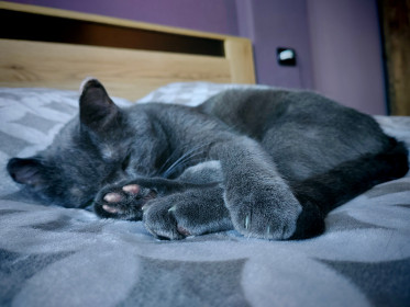 Котька Мурзик из Благовещенска