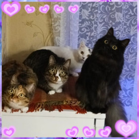 Дружная семья котов из г. Сковородино