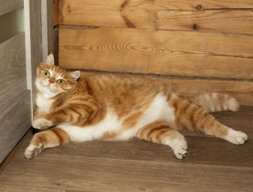 Котя из Николаевки