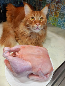 Персик из города Свободного