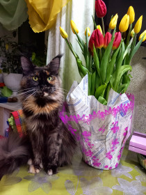 Чуя из Свободного и тюльпаны