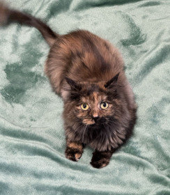 Бусинка, город Благовещенск