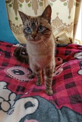 Кот Василий из пгт Магдагачи