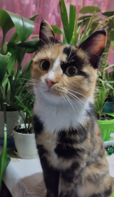 Дуся из Архары