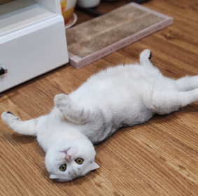 Симба, г. Благовещенск