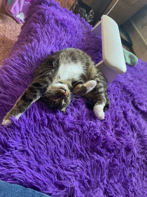 Барсик из Благовещенска