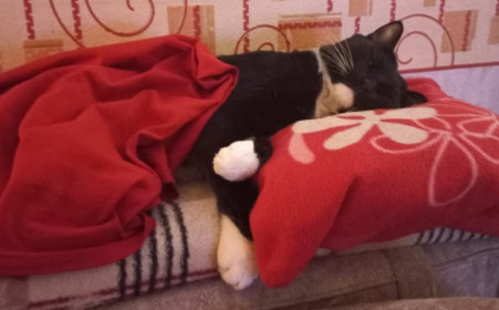 Чарли, г. Благовещенск