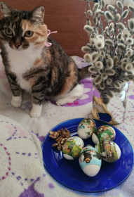 Хрюня из Хабаровска