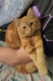 Рыжик из Архары