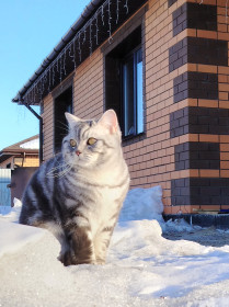 Кот Смоки из Чигирей