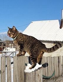 Барсик из Соловьевска