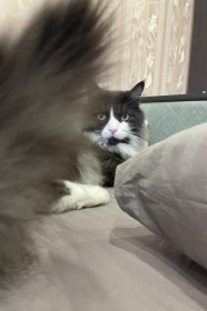 Степан из Белогорска