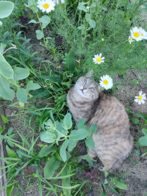 Несси из г. Белогорска