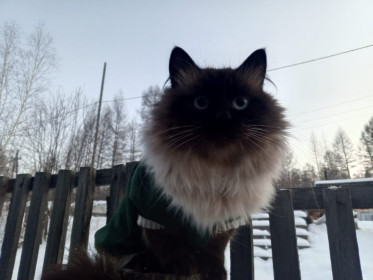 Симба из поселка Маревый