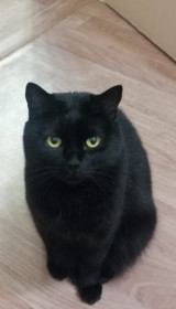 Яков, Мальдоне