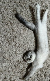 Боня из Белогорска