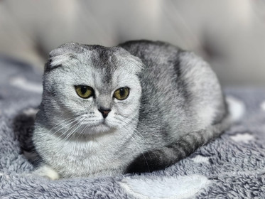 Боня из Белогорска