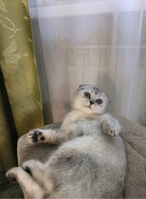 Боня из Белогорска