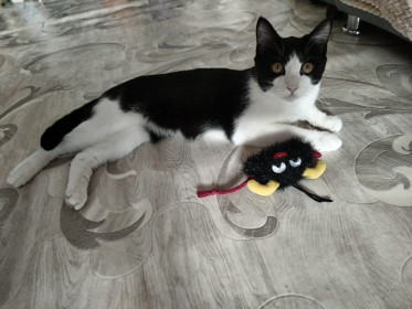 Кот Буба из Екатеринославки