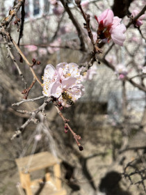 Пчелка-труженица из Благовещенска