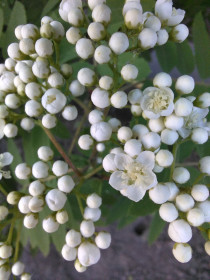 Рябина обыкновенная в Благовещенске