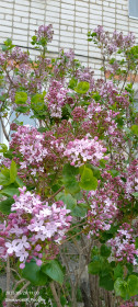 Сирень во дворе в Шимановске