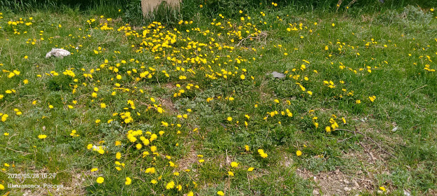 Амурские одуванчики в Шимановске