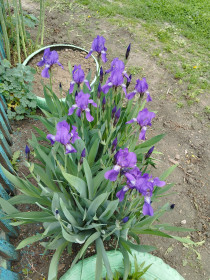 Цветут ирисы в Тамбовке