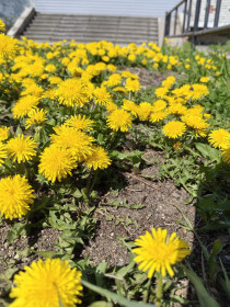 Одуванчиковая полянка: мир в ярких красках, г. Благовещенск