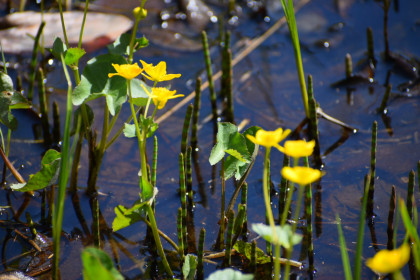 Купальница в селемджинском лесу