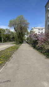 Цветущая сирень и одуванчики в Благовещенске