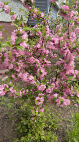 Красота во дворе Благовещенска