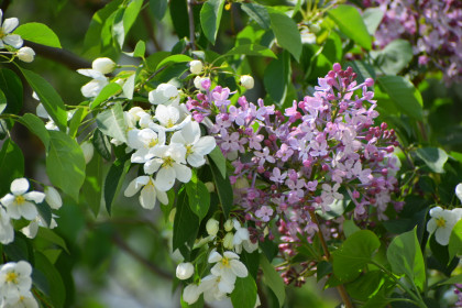 Дружба яблоньки и сирени в Февральске