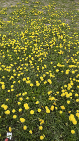 Полянка одуванчиков на Шимановского