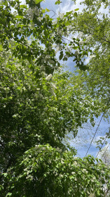 Ароматная черемуха в Благовещенске