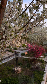 Цветущий сад в городе Свободный