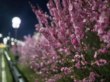 Сакура на набережной Благовещенска