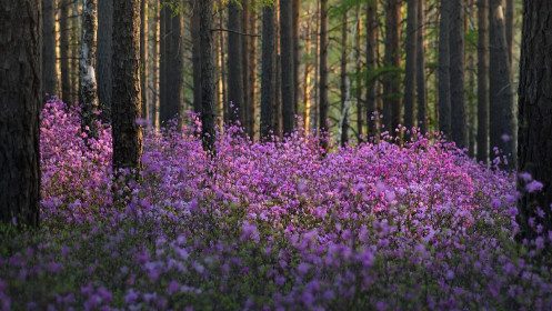 Красивый багульник в Шимановске