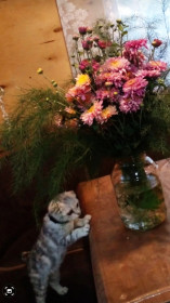 Садовые цветы и Мышка из с. Поярково