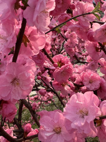 Миндаль трёхлопастный  в Благовещенске