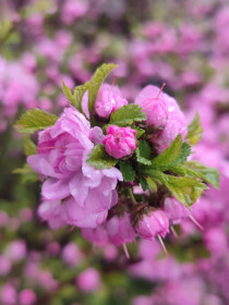 Сакура после дождя в Благовещенске