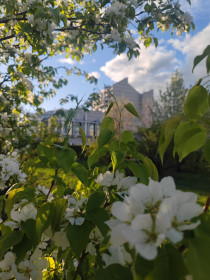 Яблоня на закате в Благовещенске