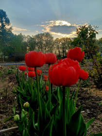 Весной мы неразлучны! Я и тюльпаны в Белогорске
