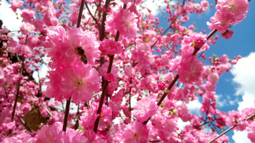 Сакура в Лиманном