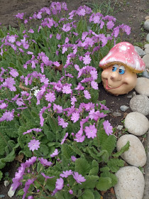 Садовая примула в Ивановке