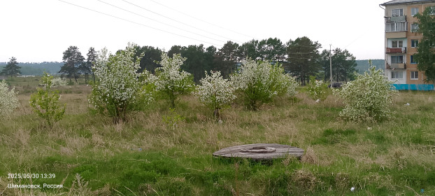 Цветущий Шимановск