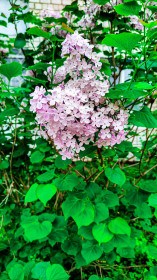 Сирень в Шимановске