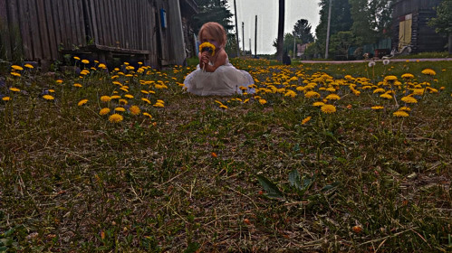 Одуванчики из Константиновки